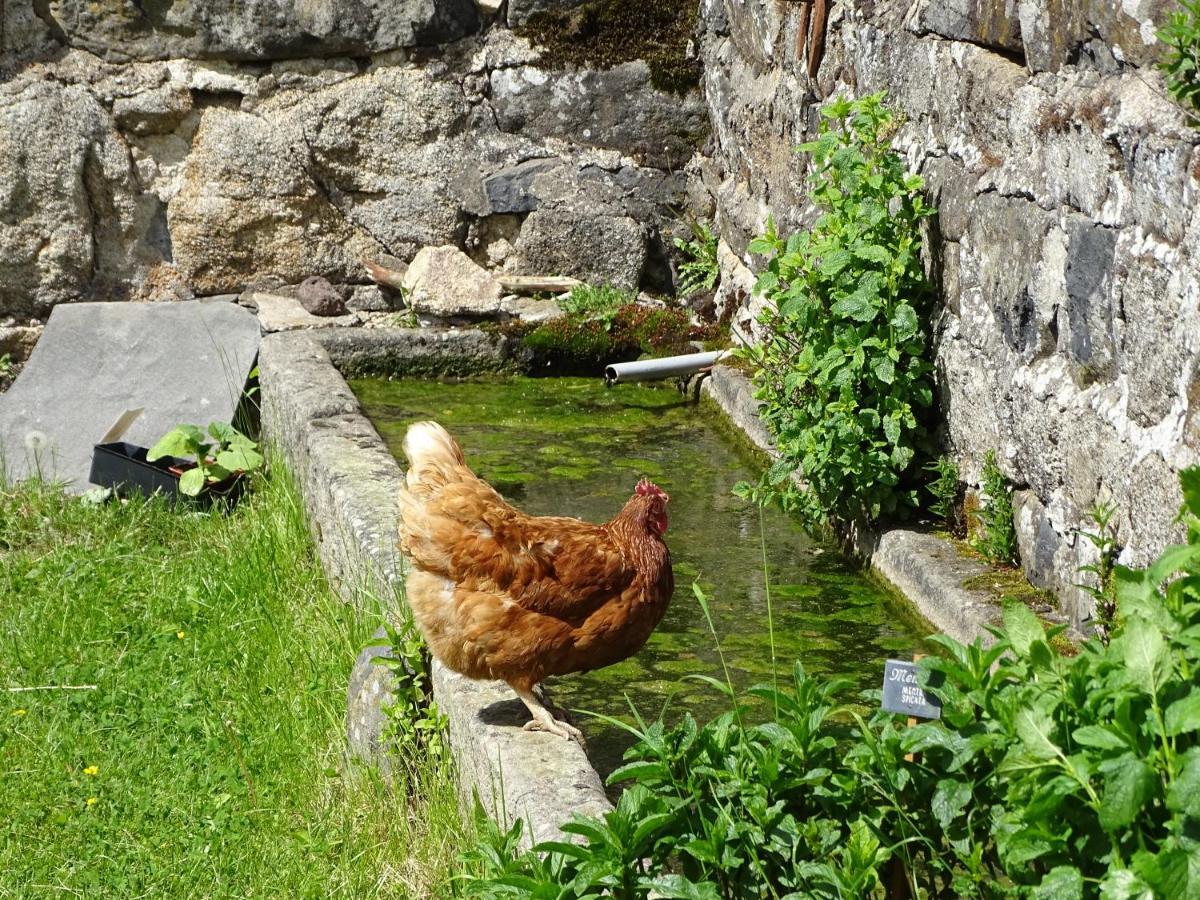 Bed and Breakfast La Ferme De Madelonnet Saint-Jeures Екстер'єр фото
